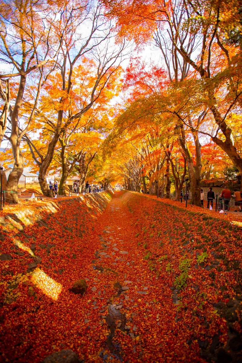 富士河口湖紅葉まつり ©JNTO