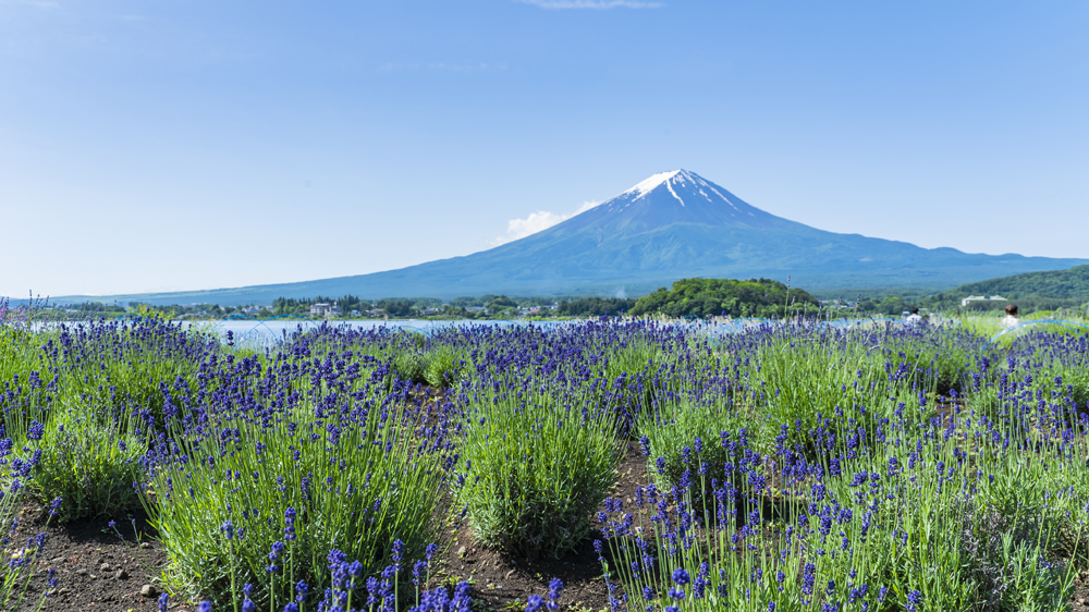 大石公園のラベンダーと富士山の眺め