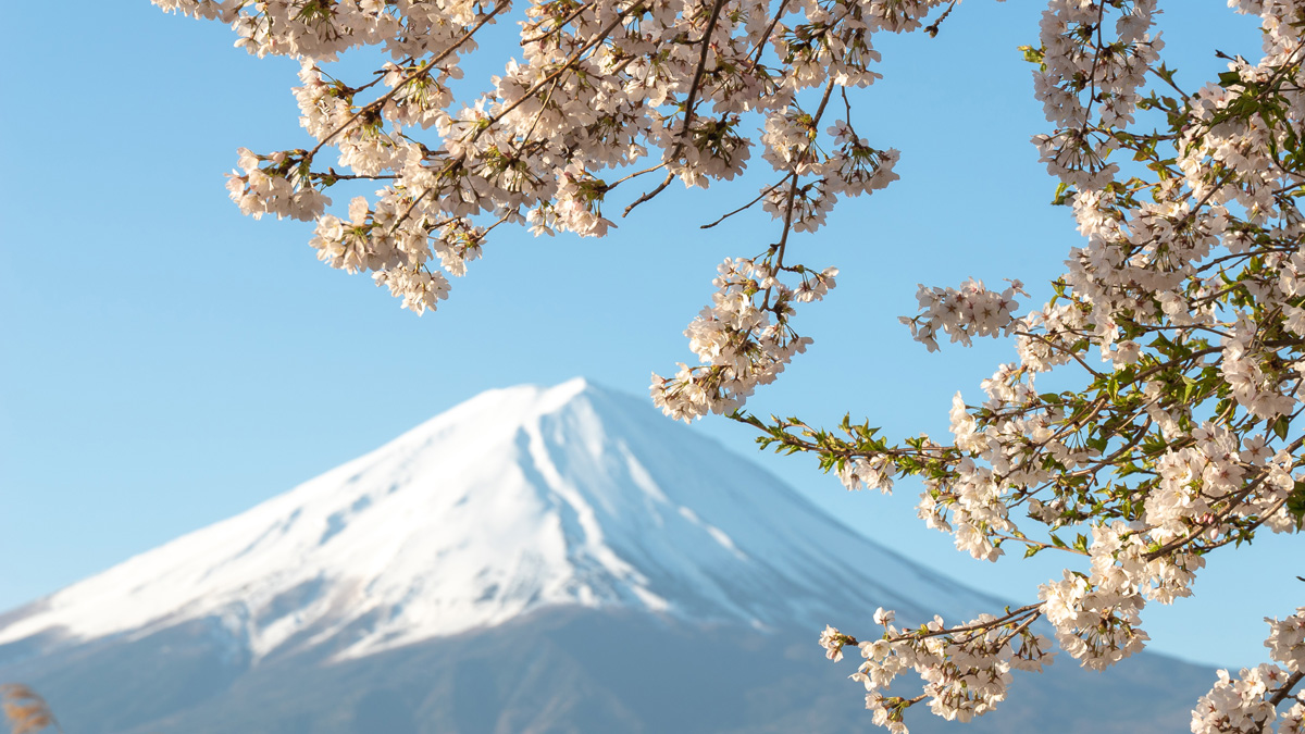 春の桜と富士山