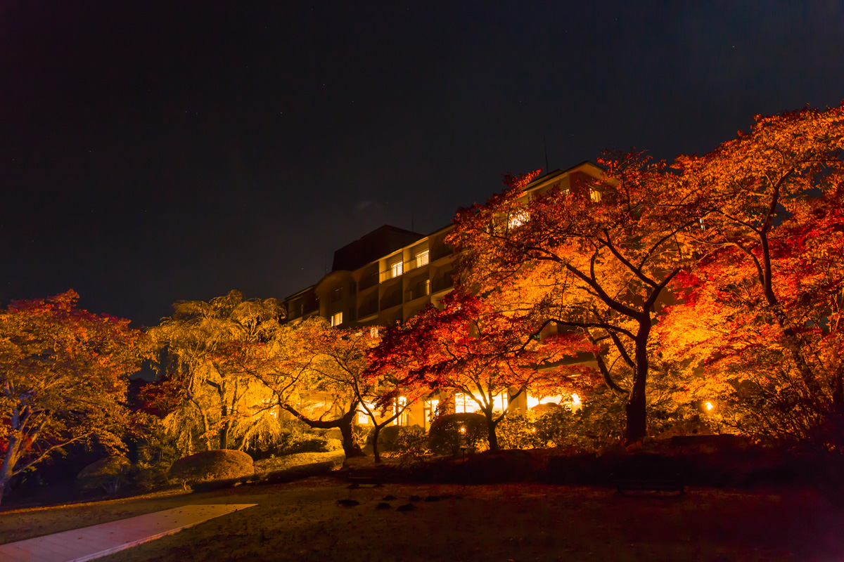 秋の紅葉の季節 夜のライトアップ