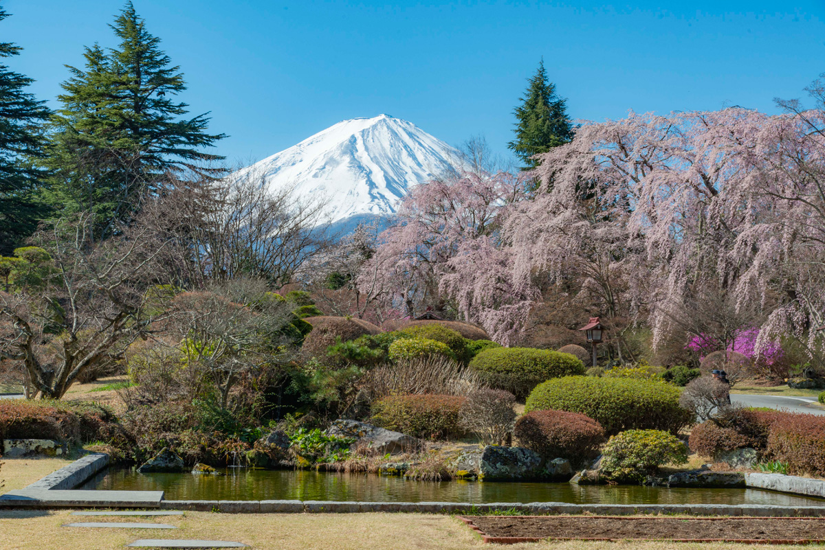 正面玄関からの景色 桜の頃